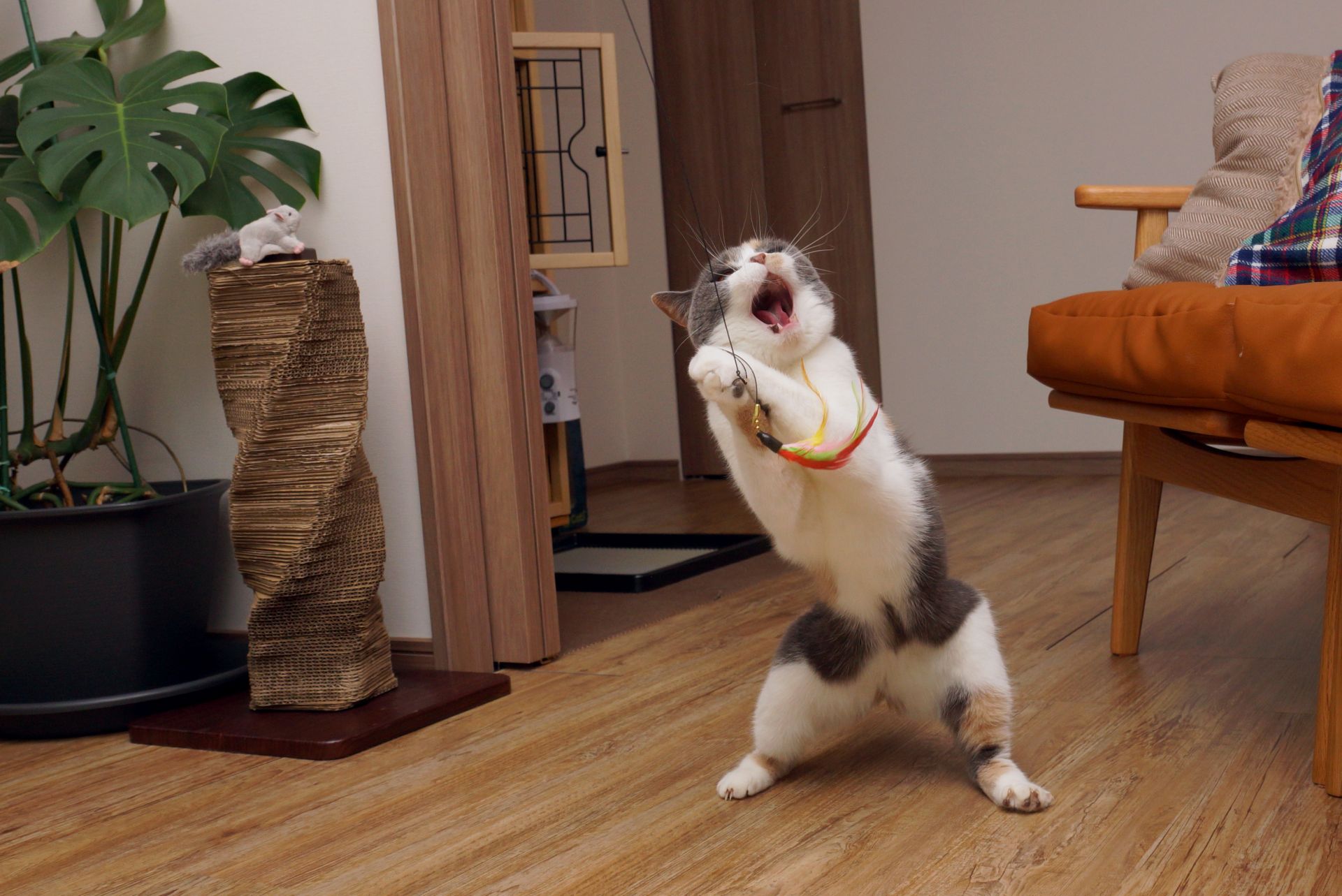猫ちゃんとの暮らし、もっと楽しく!注目の猫アイテム13・前編