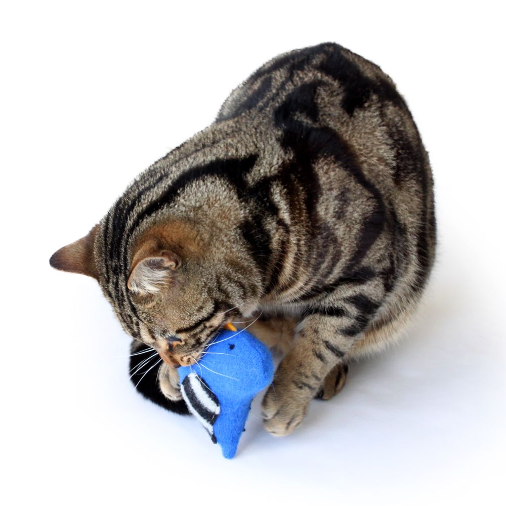 猫ちゃんとの暮らし、もっと楽しく!注目の猫アイテム13・前編