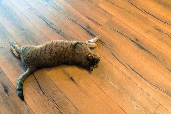 猫はフローリング床材ですべる！猫のためのフローリング床のアイデア5選