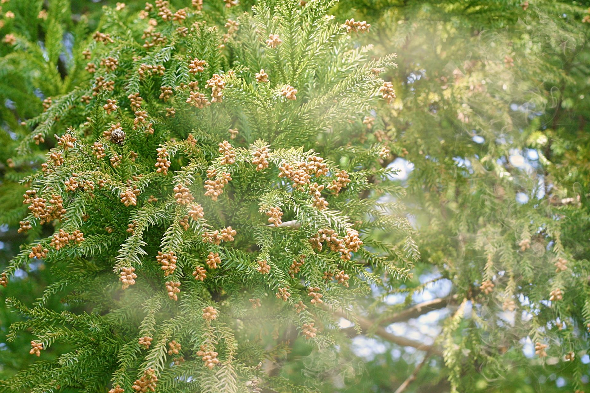 リノベーションで「花粉症対策」をする6つの盲点 画像