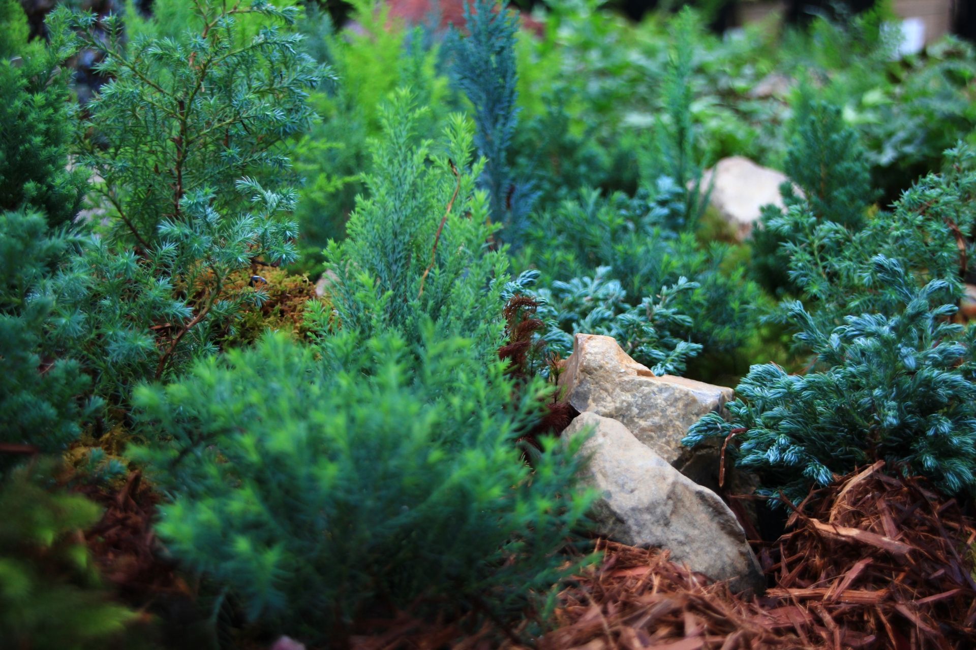 コニファー とは何か 誰でもわかるリノベ用語集 リノベーション情報サイト