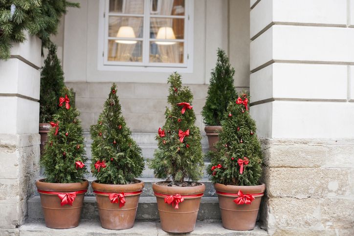 おしゃれママが注目 クリスマスの飾りにぴったりの植物 コニファー とは リノベーション情報サイト
