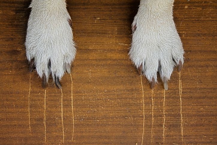 無垢の床でペットを飼う際の注意点｜床の滑りや傷、汚れは大丈夫？"
