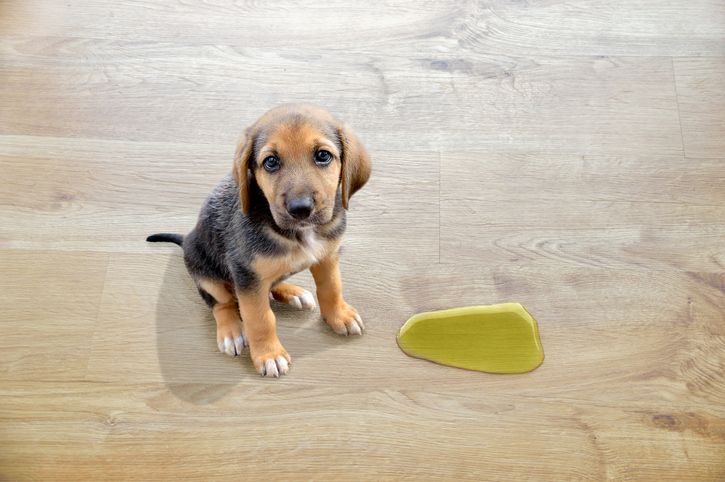 無垢の床でペットを飼う際の注意点｜床の滑りや傷、汚れは大丈夫？"