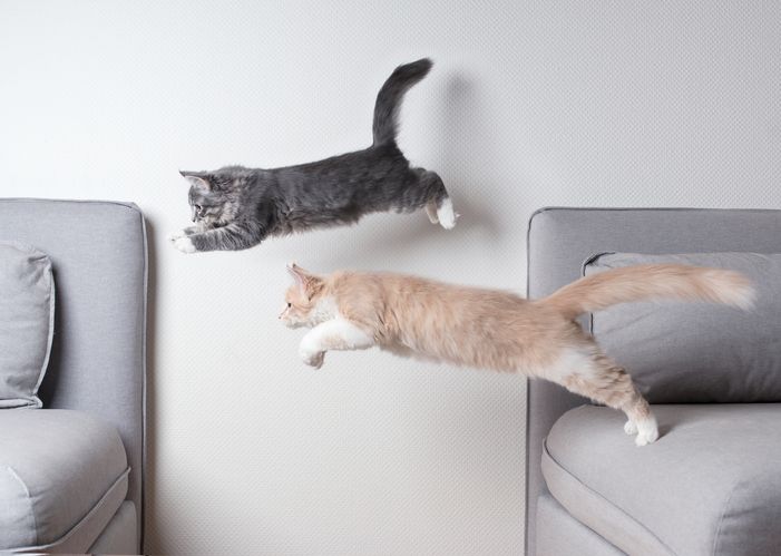 猫も快適な部屋づくり〜キャットウォークを天井に設置してみよう！