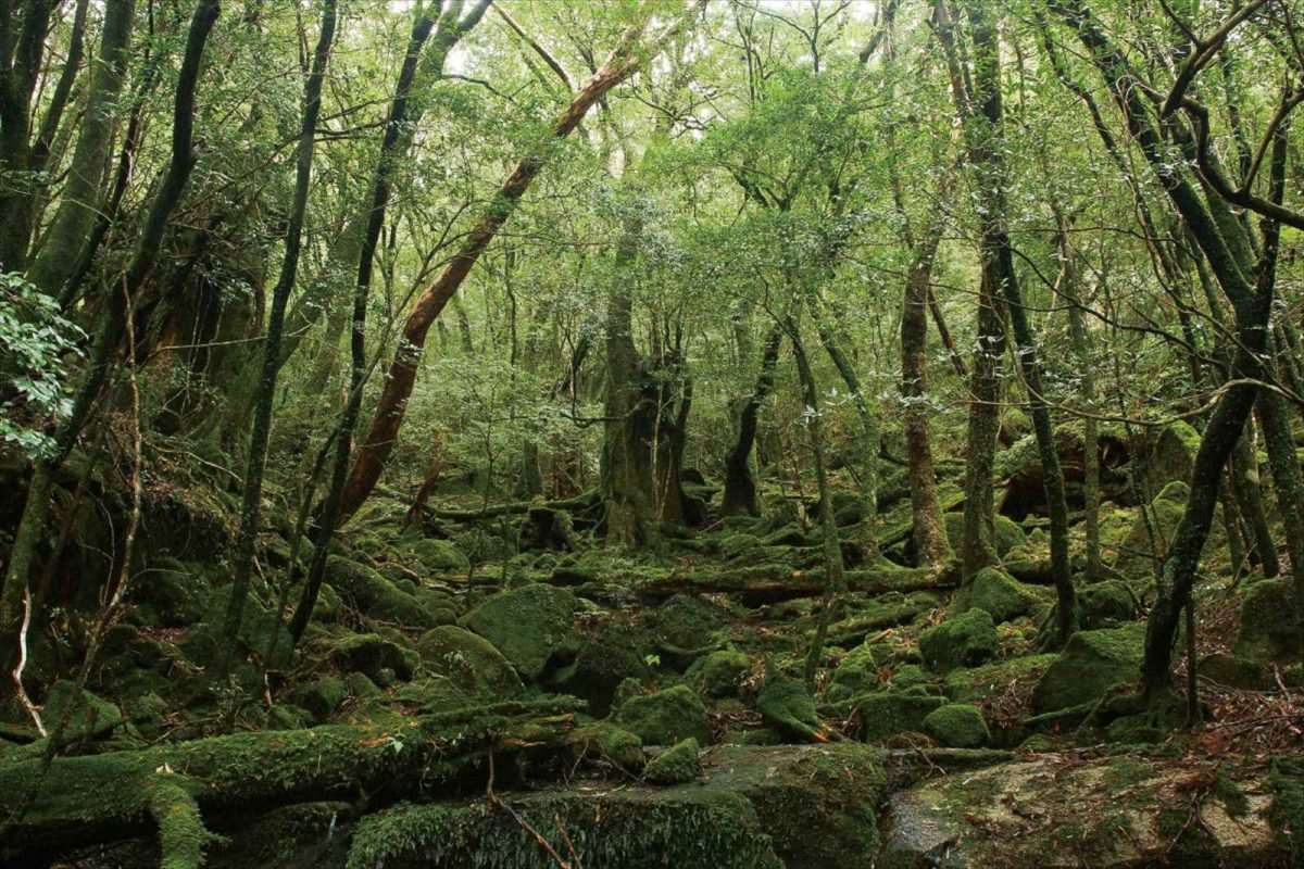 【HAGS】香が濃く・雨にも強い「屋久島地杉」を家づくりに取り入れる～屋久島地杉プロジェクトから～
