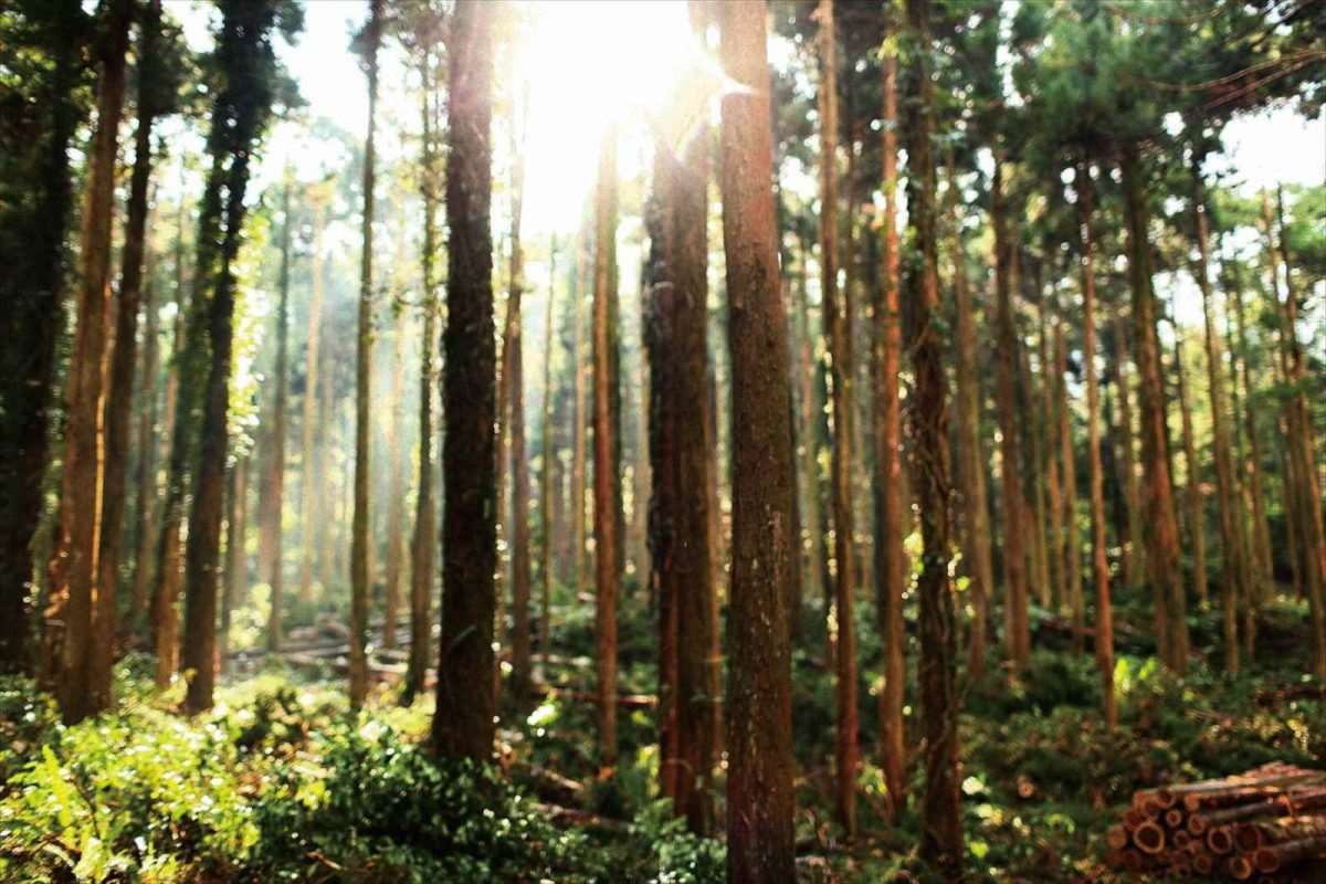 【HAGS】香が濃く・雨にも強い「屋久島地杉」を家づくりに取り入れる～屋久島地杉プロジェクトから～
