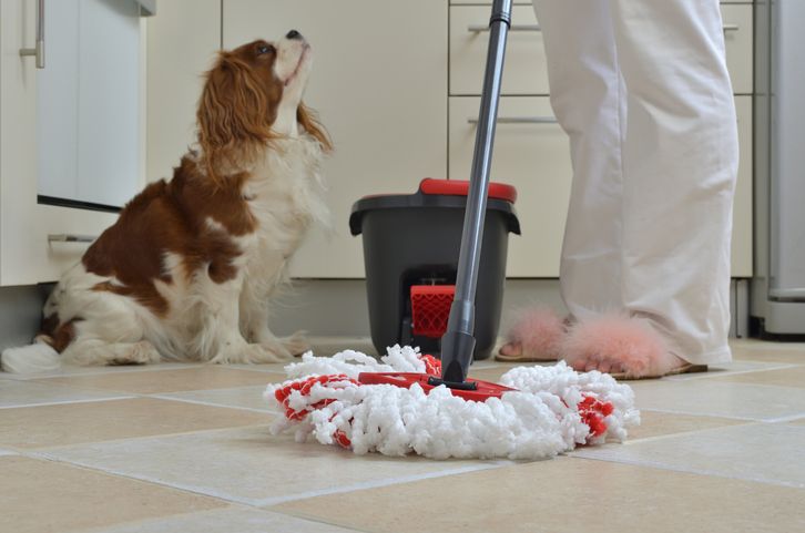 犬と快適に暮らすために床リフォームを 床材選びのポイントやおすすめをご紹介 リノベーション情報サイト Reno
