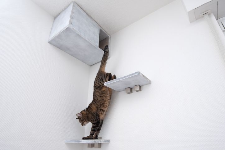 猫と一緒に快適な暮らしを続けるための壁材選び、壁紙の貼り方も紹介
