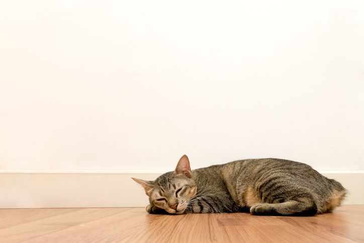 猫と一緒に快適な暮らしを続けるための壁材選び、壁紙の貼り方も紹介