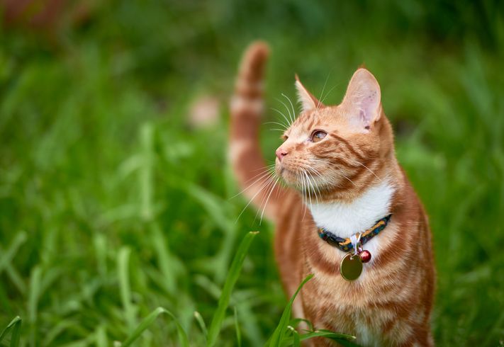 猫が快適に暮らすための庭のリフォーム、おすすめのアイデアを紹介