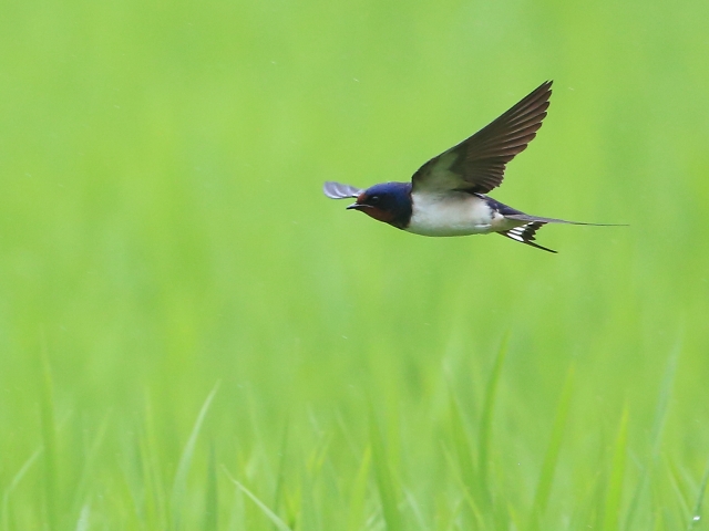今日の季節 9/17~22 玄鳥去る(つばめさる) 画像