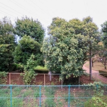 【眺望】世田谷区立木の公園が隣にあるので、緑豊な眺望です。