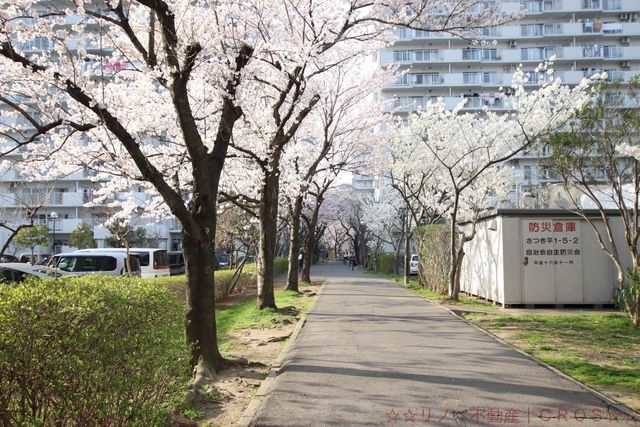 【敷地内歩道あり】春には桜が満開になり、お花見をすることもできます。敷地内公園は子供の姿も多く、子育